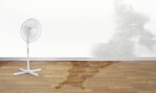 Best Mold removal after water damage  in Fort Salonga, NY